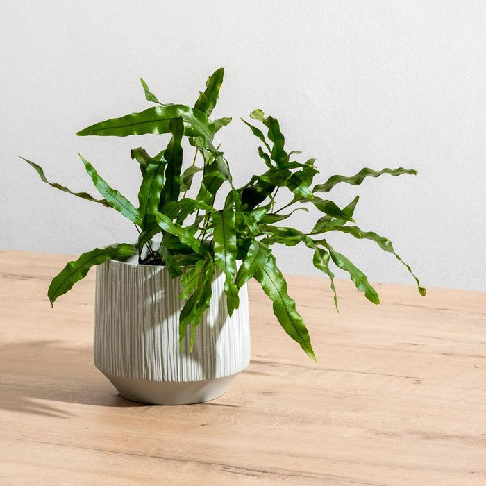 Ceramic Planter Etched - Grey Stripe-Décor