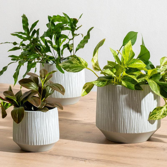 Ceramic Planter Etched - Grey Stripe-Décor