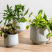 Ceramic Planter Etched - Grey Stripe-Décor