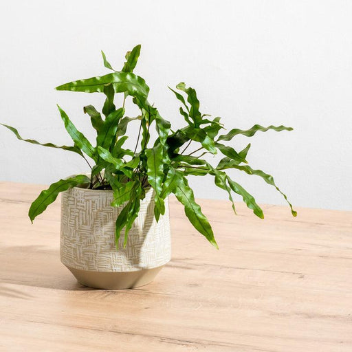 Ceramic Planter Etched - Taupe Criss Cross-Décor