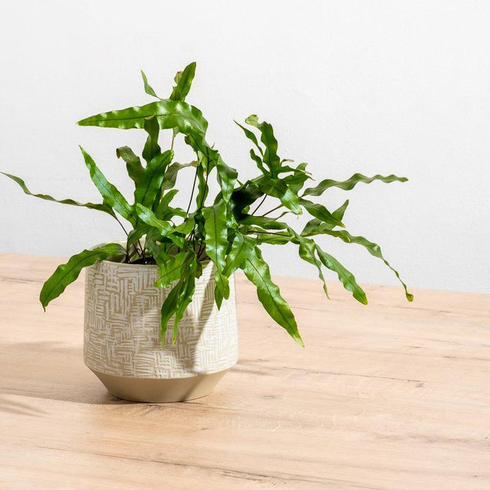 Ceramic Planter Etched - Taupe Criss Cross-Décor