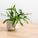 Ceramic Planter Etched - Taupe Criss Cross-Décor