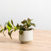 Ceramic Planter Etched - Taupe Criss Cross-Décor