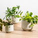 Ceramic Planter Etched - Taupe Criss Cross-Décor