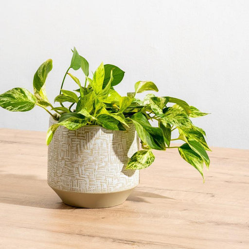 Ceramic Planter Etched - Taupe Criss Cross-Décor