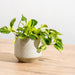 Ceramic Planter Etched - Taupe Criss Cross-Décor