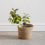 Home.Life Bulrush Cotton Lined Planter Grey