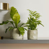 Home.Life Shaped Planter Organic Dusty Green