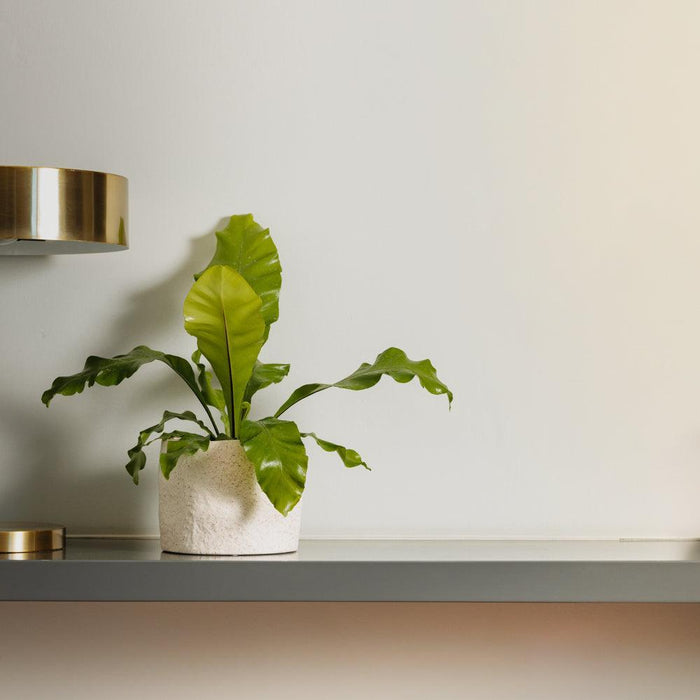 Home.Life Shaped Planter Organic Natural Ivory-Décor