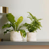 Home.Life Shaped Planter Organic Natural Ivory